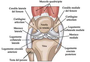 curare la gonoartrosi con l'ossigeno-ozono ozonoterapia per la cura dell'osteoartrite