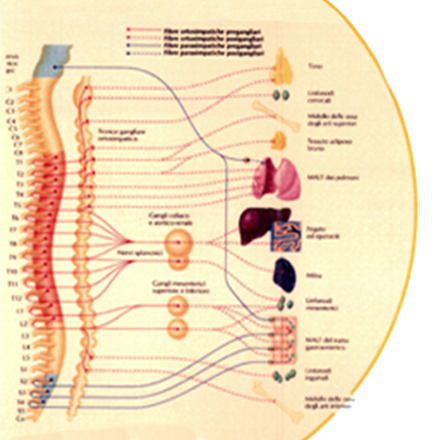 La Neuralterapia secondo Huneke